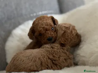 Cockapoo dogs True miniature F1b cockapoos - Advert 1