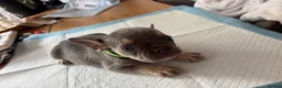 French Bulldog dogs for sale: French bull dog  - Advert 3