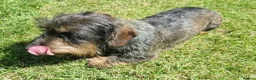 Dachshund dogs for sale: Miniature wire haired daschund  - Advert 3