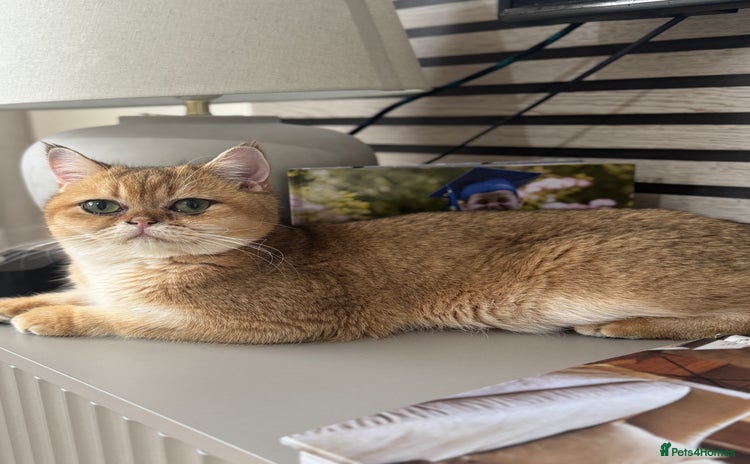 British Shorthair cats - Advert 1