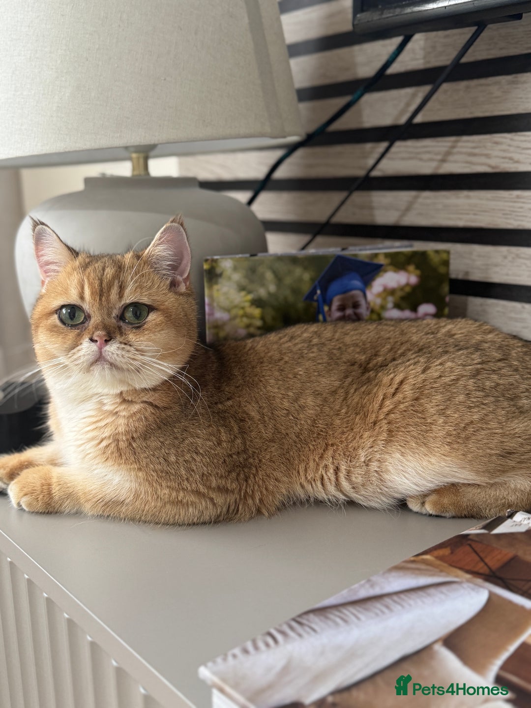 British Shorthair cats for sale: Golden british shorthair boy - Image 1