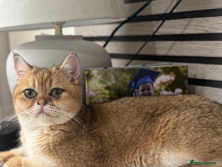 British Shorthair cats - Advert 35