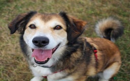 Mixed Breed dogs for adoption: Jewel is looking for her forever family! - Image 1