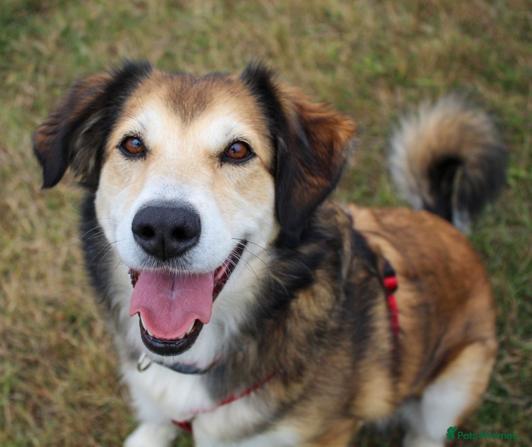 Mixed Breed dogs for adoption: Jewel is looking for her forever family! - Image 1