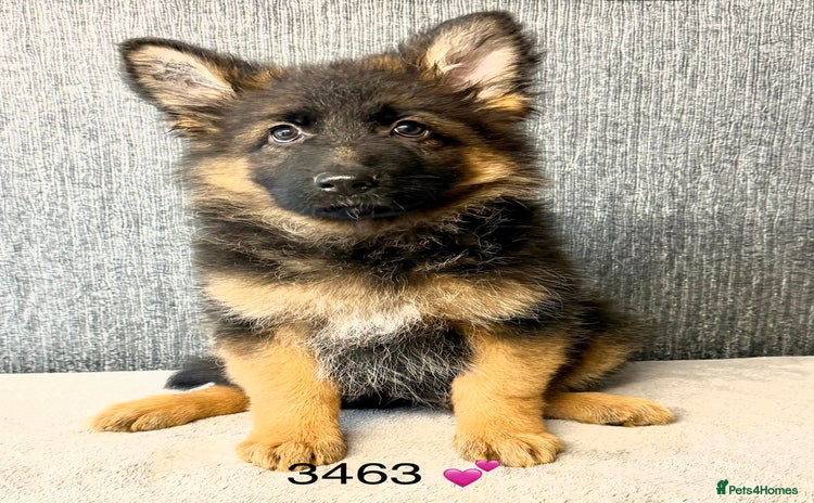 German Shepherd dogs OUTSTANDING QUALITY - Advert 2
