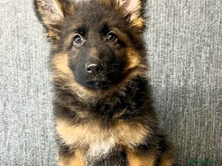 German Shepherd dogs OUTSTANDING QUALITY - Advert 4