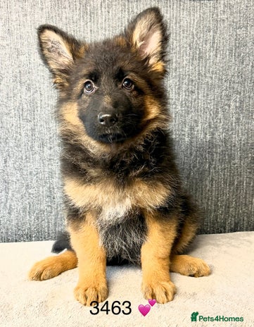 German Shepherd dogs OUTSTANDING QUALITY - Advert 1