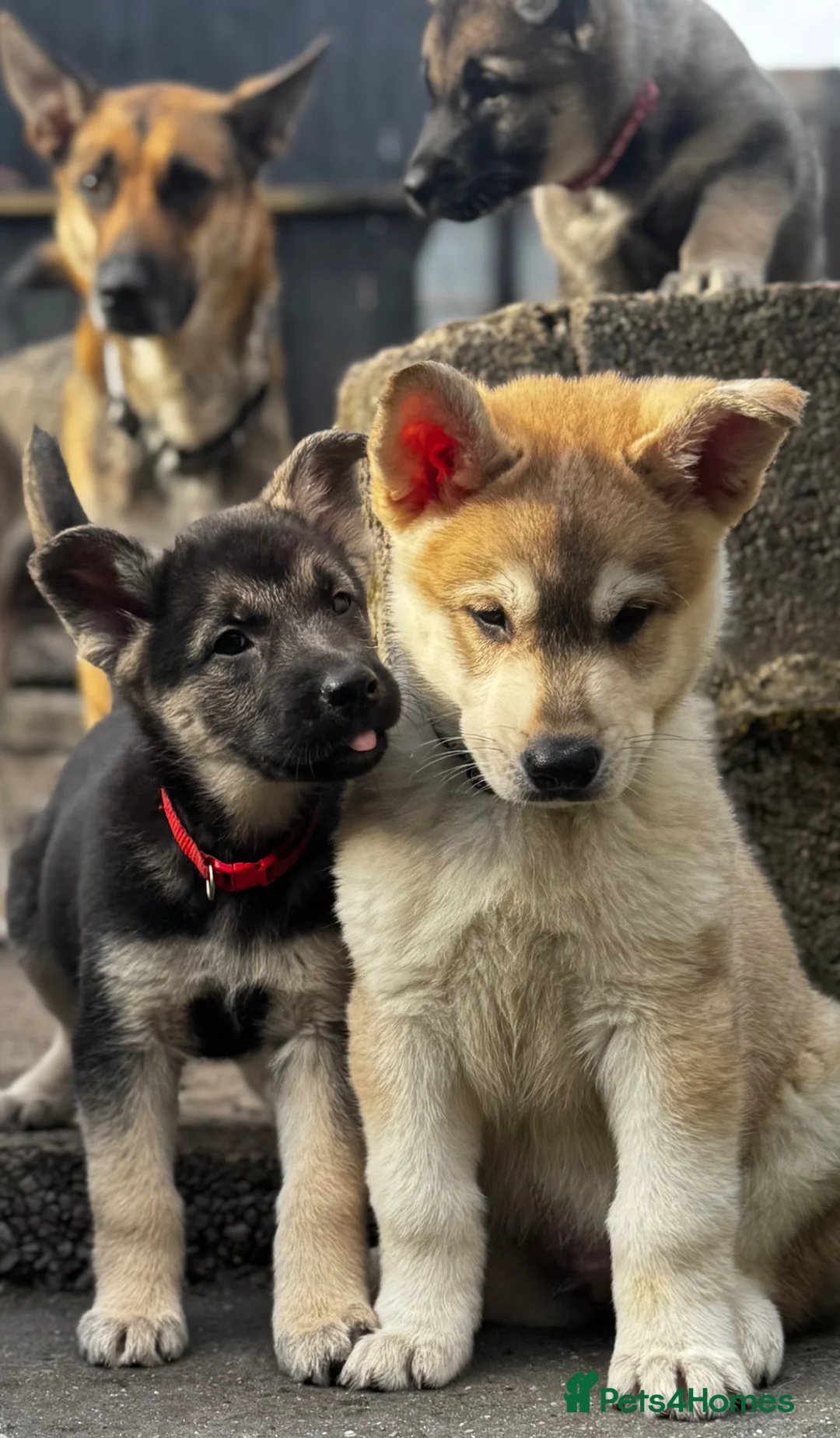 Mixed Breed dogs for sale: German shepherd x White Swiss shepherd  in Tonypandy - Advert 1