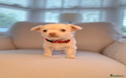 Chihuahua dogs for sale: Chihuahua puppies for sale - Image 10