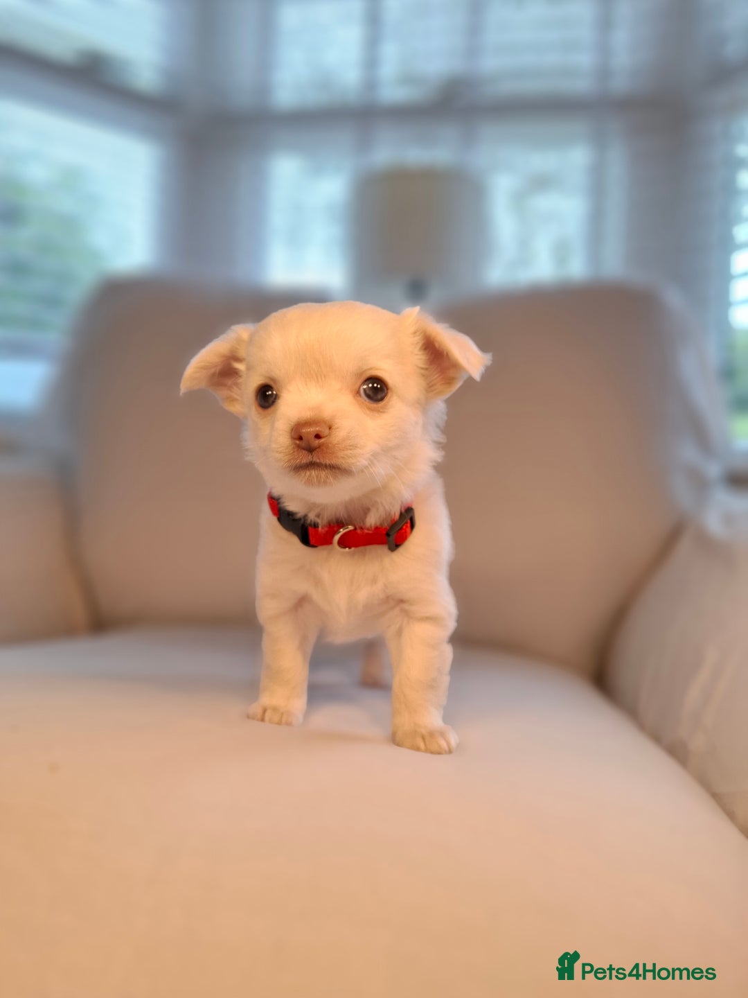 Chihuahua dogs for sale: Chihuahua puppies for sale - Image 10