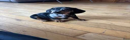 Dachshund dogs for sale: Dachshund puppies - Advert 17
