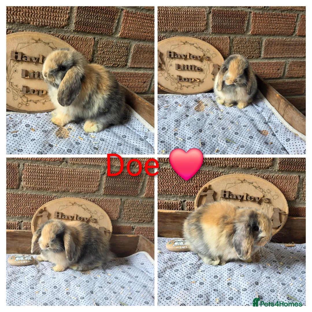 Mini Lop rabbits for sale: Gorgeous pure breed mini lops  - Advert 1