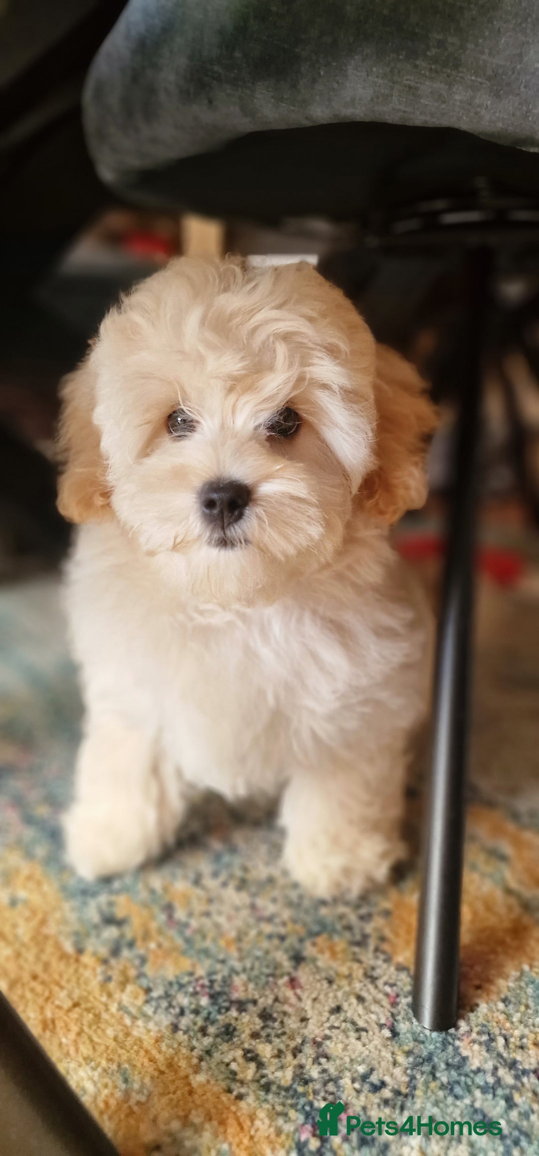 Maltipoo dogs for sale: Korean x toy maltipoo LAST BOY available  - Image 16