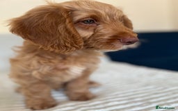 Cockapoo dogs for sale: Rare F1 apricot/ red fox DNA PRCD-PRA clear - Image 35