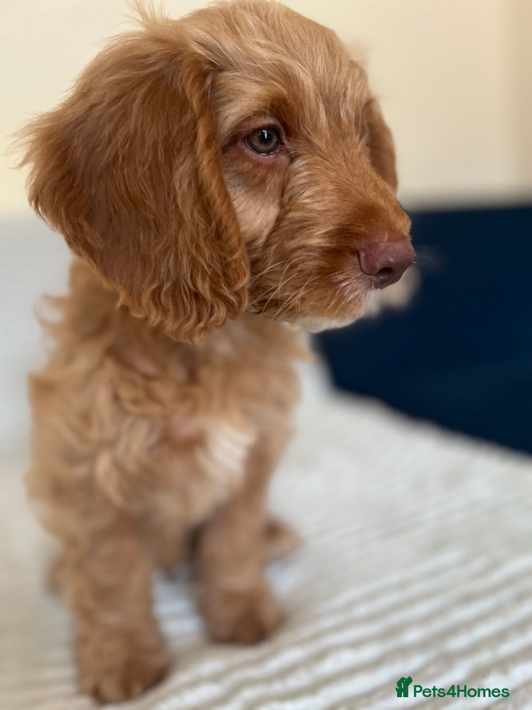Cockapoo dogs for sale: Rare F1 apricot/ red fox DNA PRCD-PRA clear - Image 35