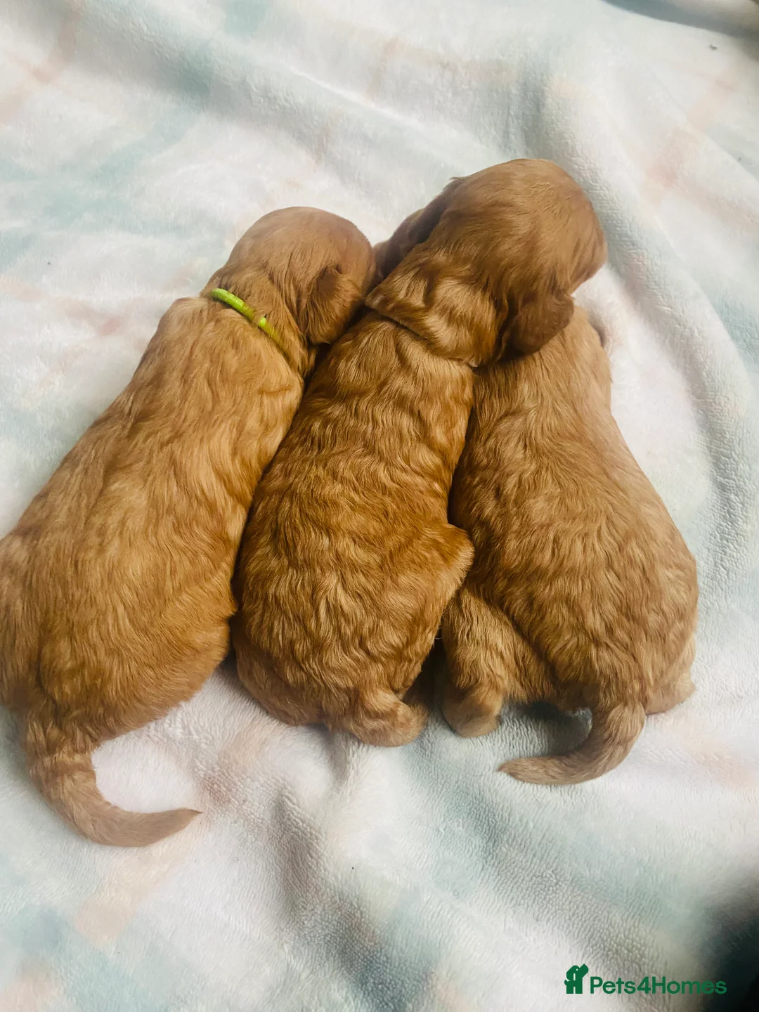 Cavapoo dogs for sale: Toy Cavapoo Health testing parent  - Advert 4