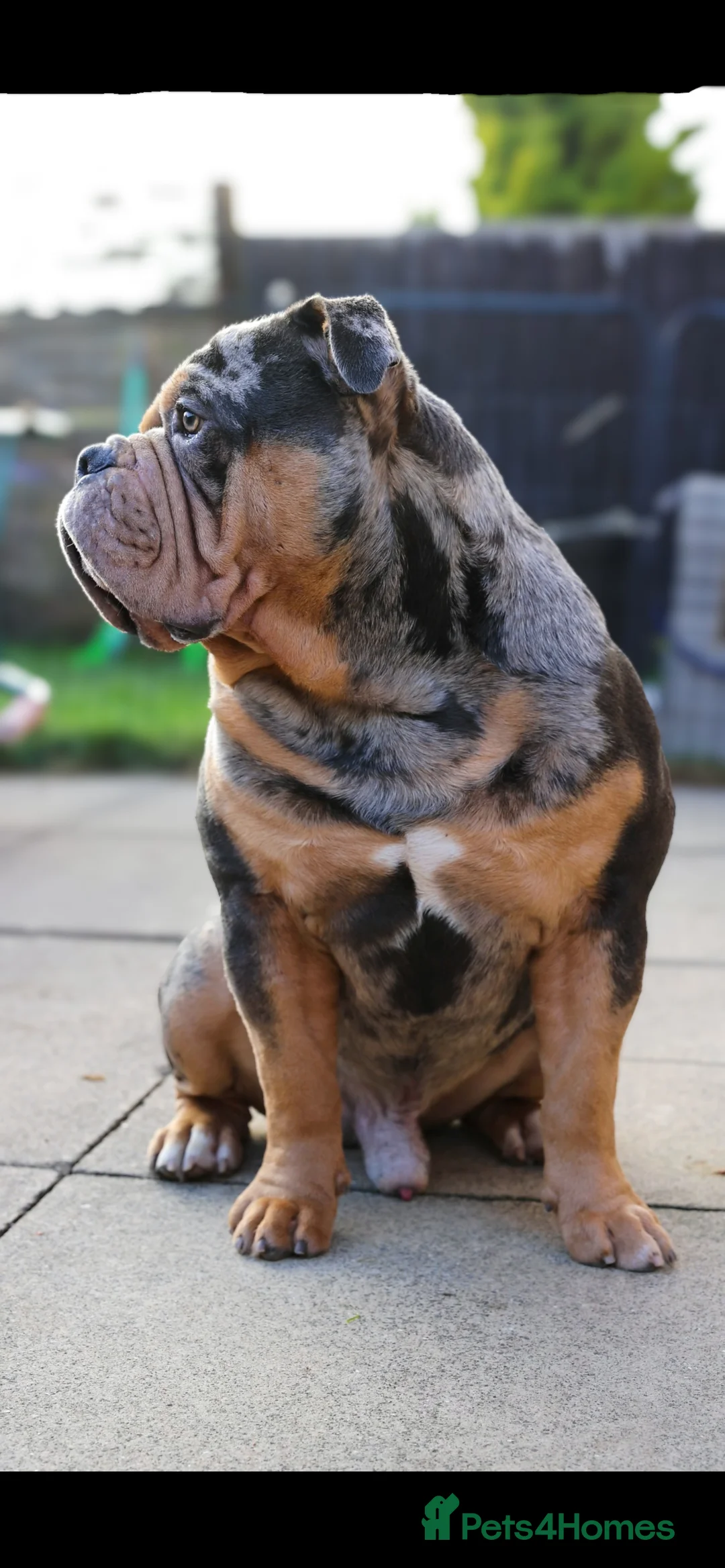 Olde English Bulldogge dogs for stud: Bullplanet's King Titan DNA/BVA Eye/BVA Hip/Elbow in Northallerton - Advert 10