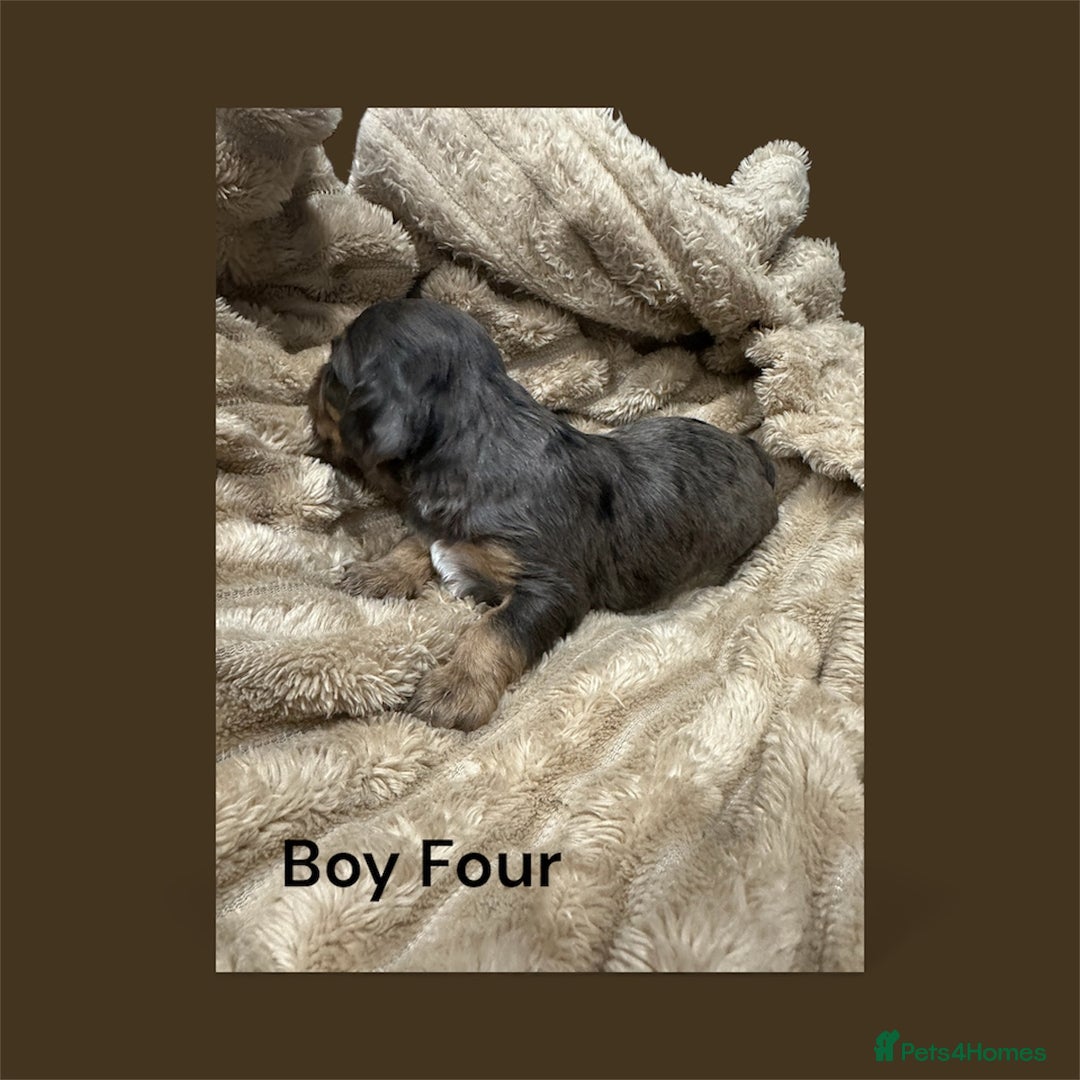 Cavapoo dogs for sale: ** RARE CAVAPOO PUPPIES DNA 🧬 CLEAR ** - Advert 9