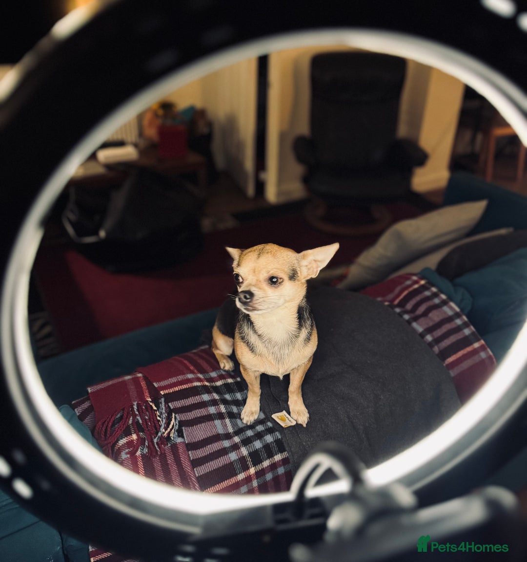 Chihuahua dogs for stud: Kenobi  - Advert 2