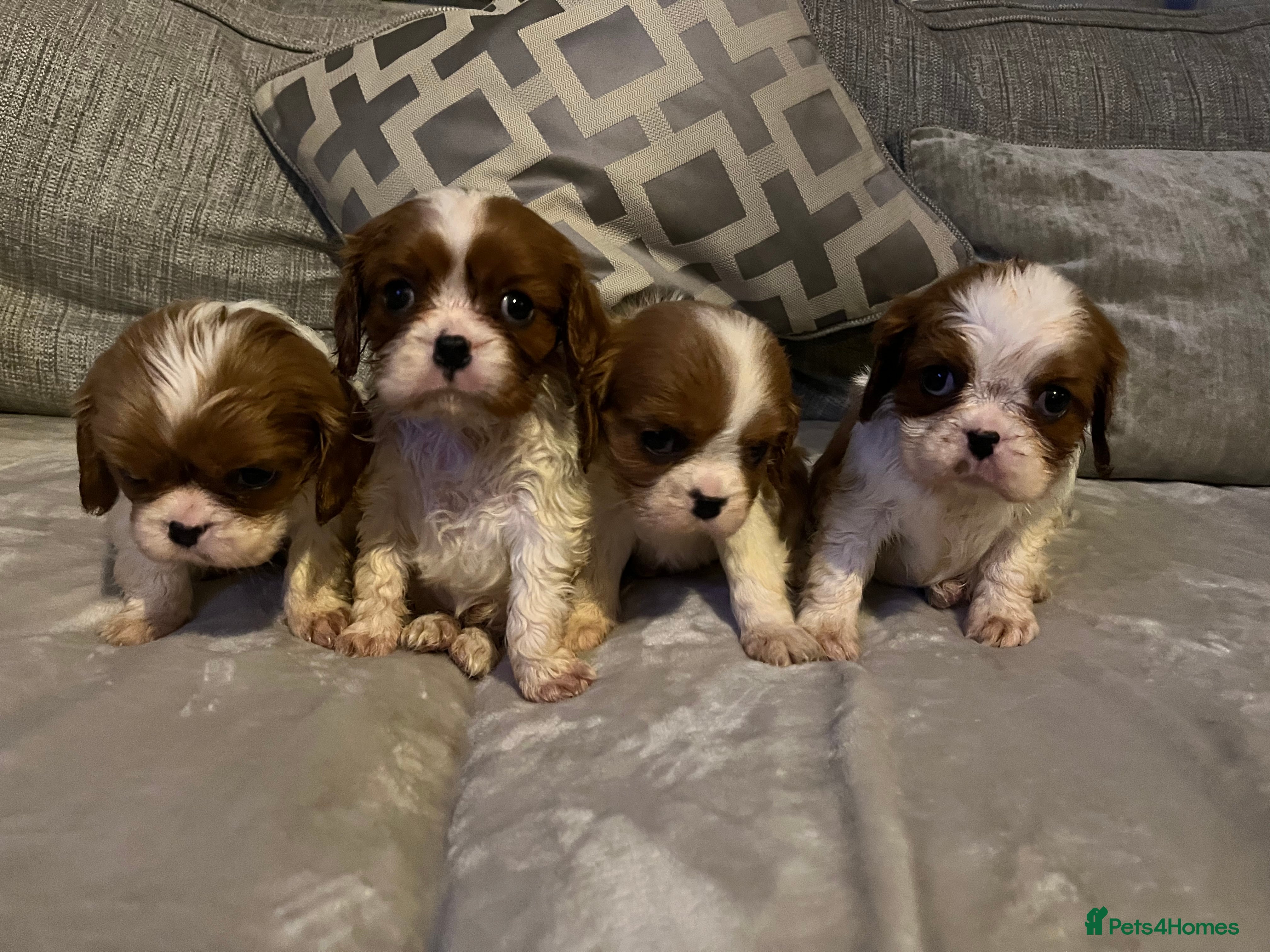 Cavalier King Charles Spaniel dogs Male and female available  - Advert 4