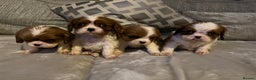 Cavalier King Charles Spaniel dogs for sale: Male and female available  - Advert 1
