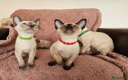 Siamese cats for sale: Adorable Siamese kittens ready to leave - Image 3