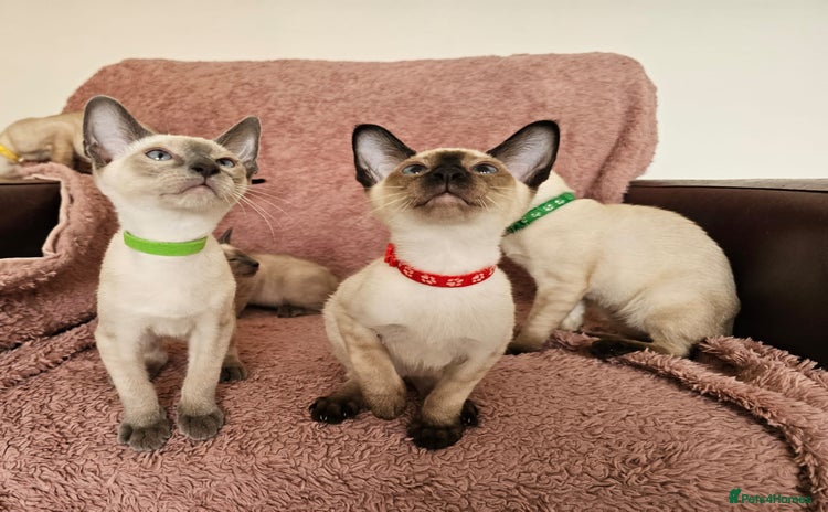 Siamese cats - Advert 3