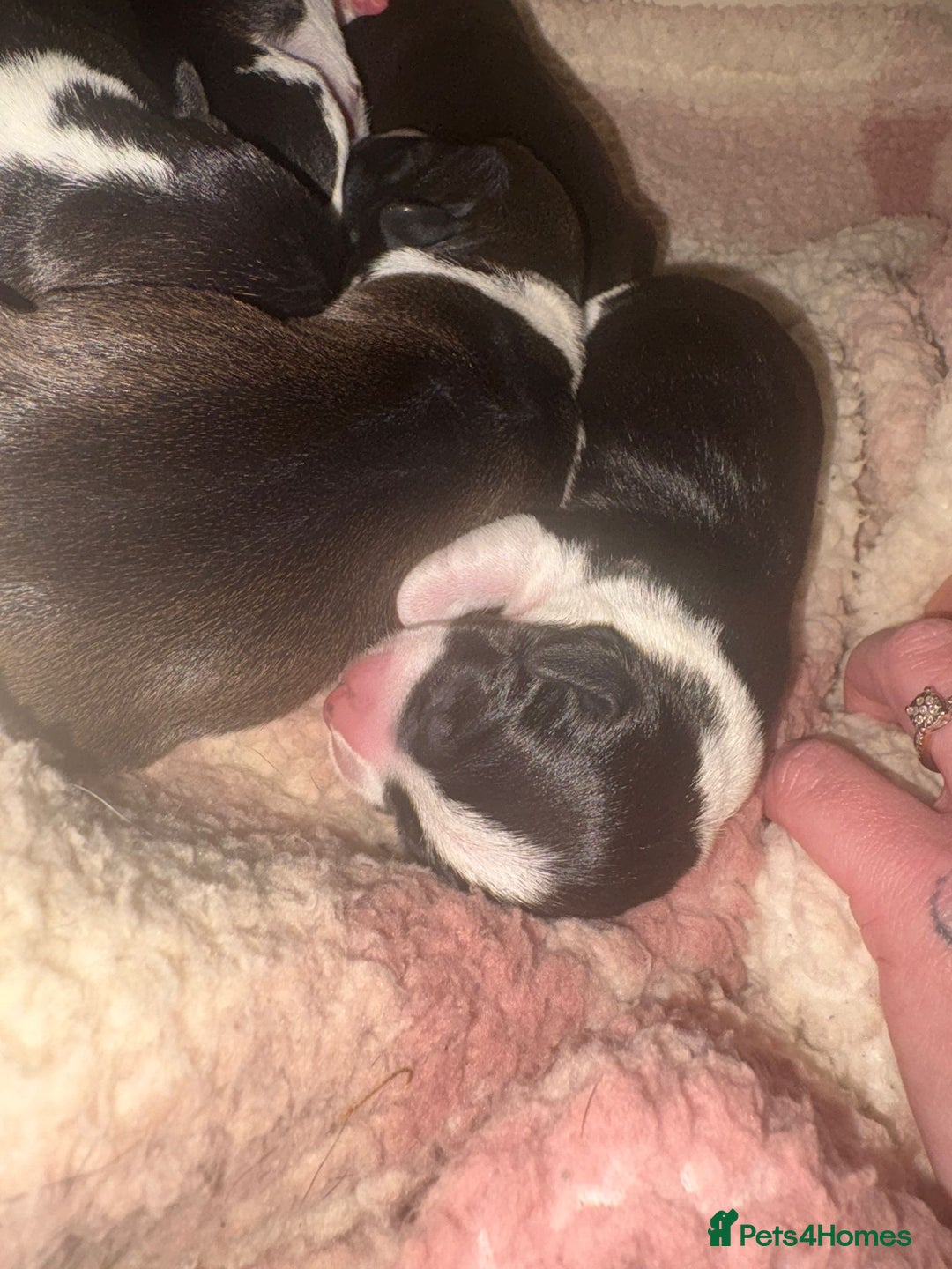 Jack Russell dogs for sale: Jack Russel pups - Advert 14