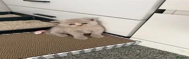 British Shorthair 3