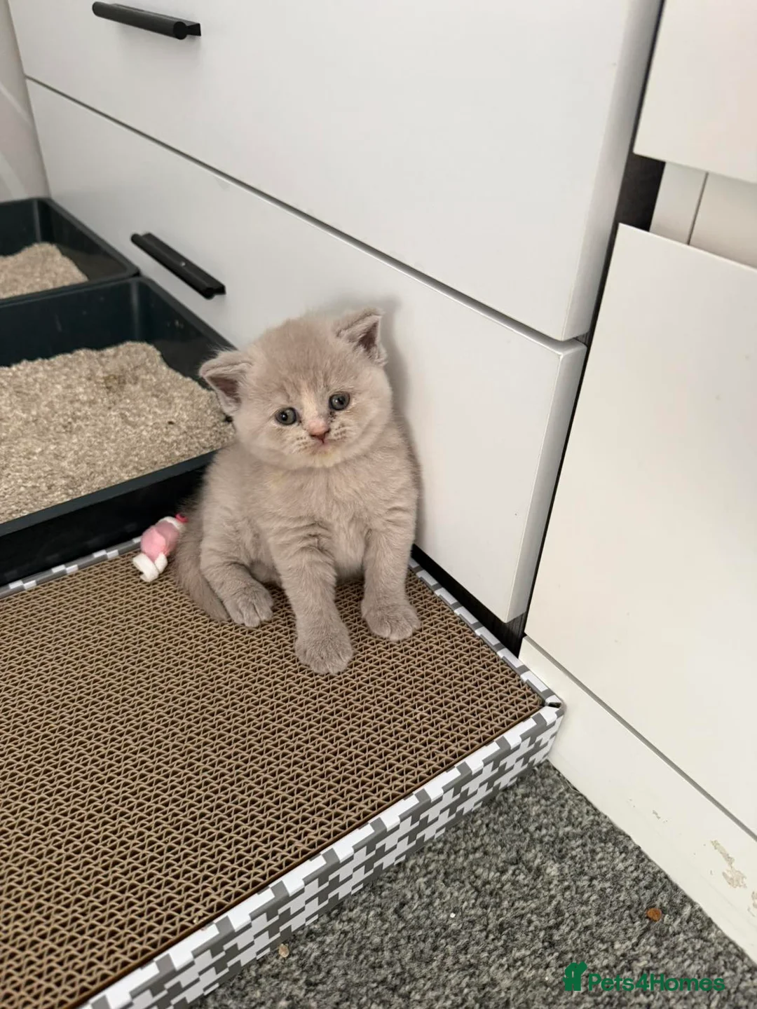 British Shorthair cats for sale: British shorthair  - Advert 12
