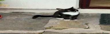 Mixed Breed 3