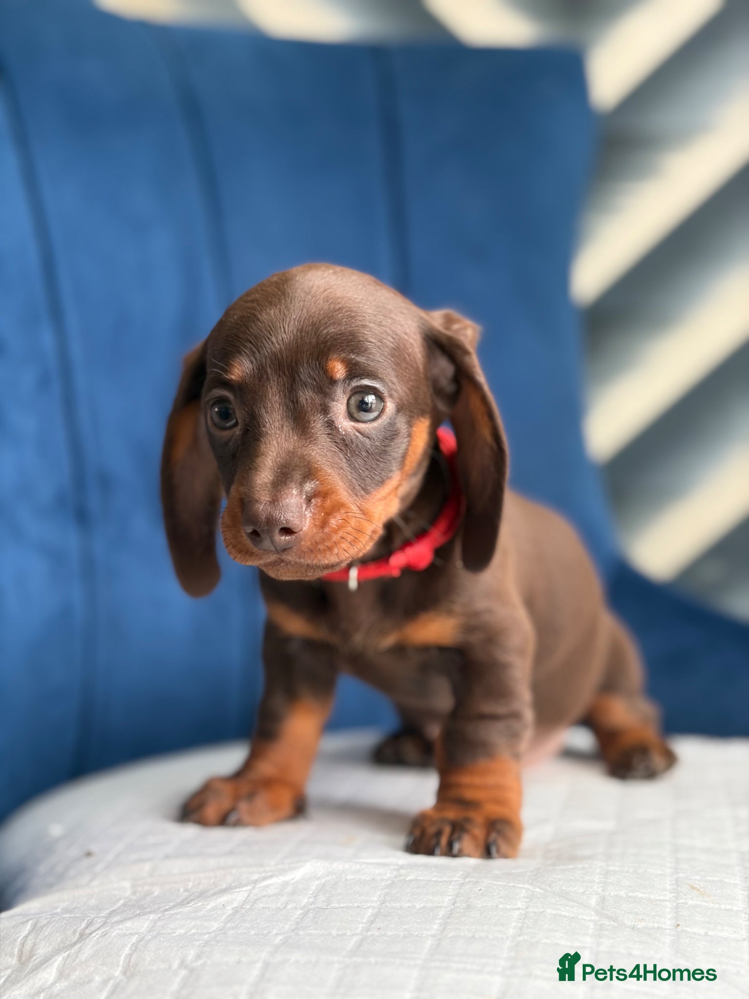 Miniature Dachshund dogs Miniature Dachshunds 8 weeks old Ready to leave  - Advert 7