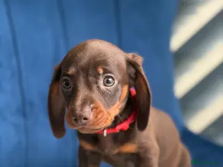 Miniature Dachshund dogs Miniature Dachshunds 8 weeks old Ready to leave - Advert 5