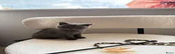 British Shorthair cats for sale: 💙Stunning Blue British Shorthair Boy Ready Soon💙 - Advert 5