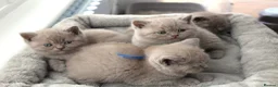 British Shorthair cats for sale: Beautiful Pure Breed ✨ British Shorthair Kittens ⭐ - Advert 4