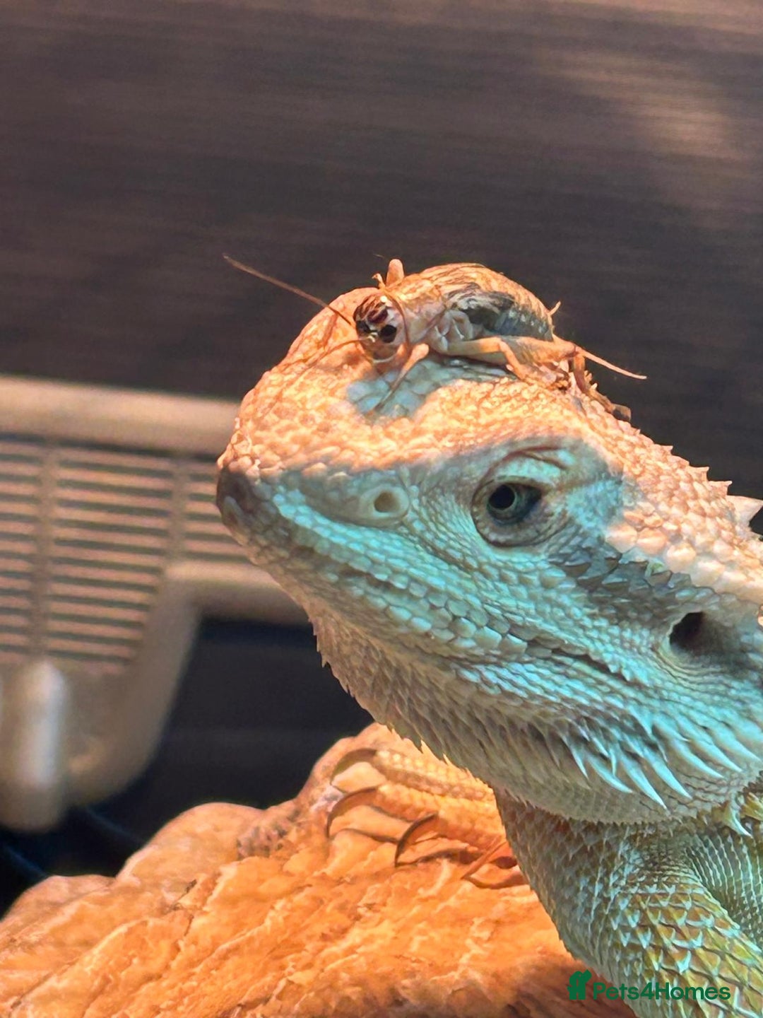 Bearded Dragon reptiles for sale:  Female Bearded dragon and full vivarium set up. - Image 2