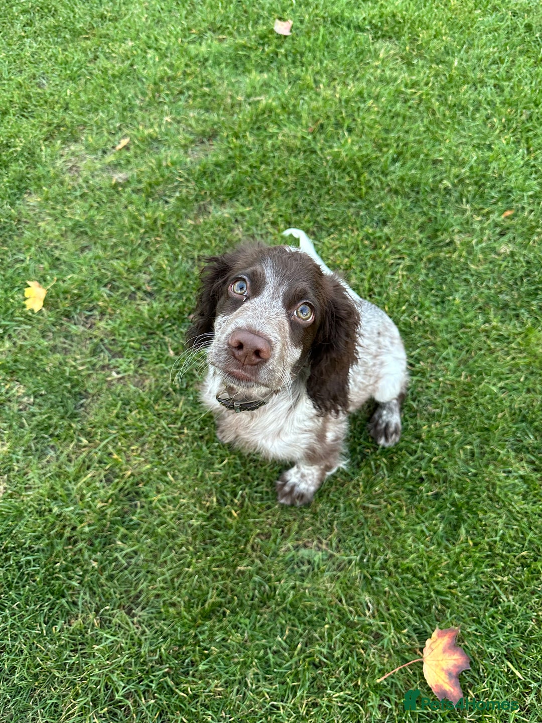 Cocker Spaniel dogs for sale: Sadly having to re-home my 5 month old puppy - Advert 1