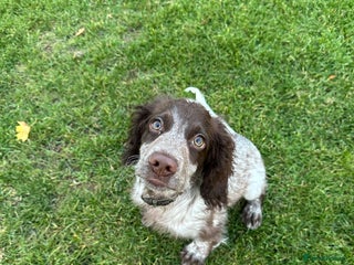 Cocker Spaniel dogs Sadly having to re-home my 5 month old puppy - Advert 3