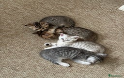 British Shorthair cats for sale: Golden british short hair kittens - Image 10
