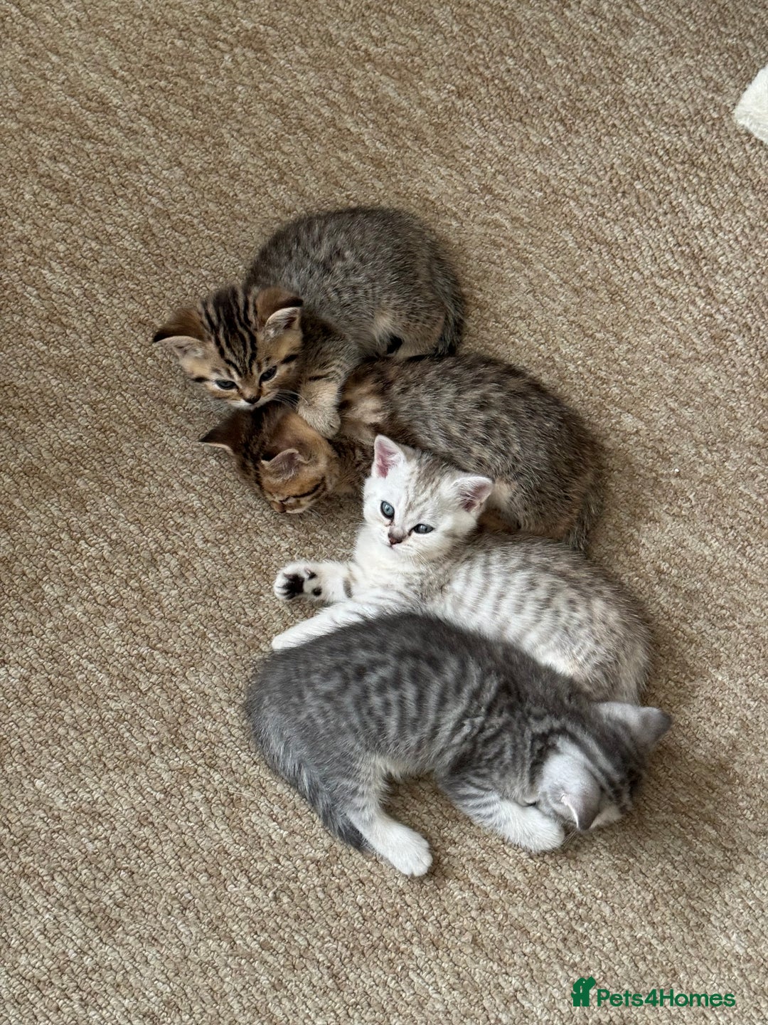 British Shorthair cats for sale: Golden british short hair kittens - Image 10