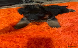 German Shepherd dogs for sale: Stunning longcoat German Shepherd puppies - Image 16