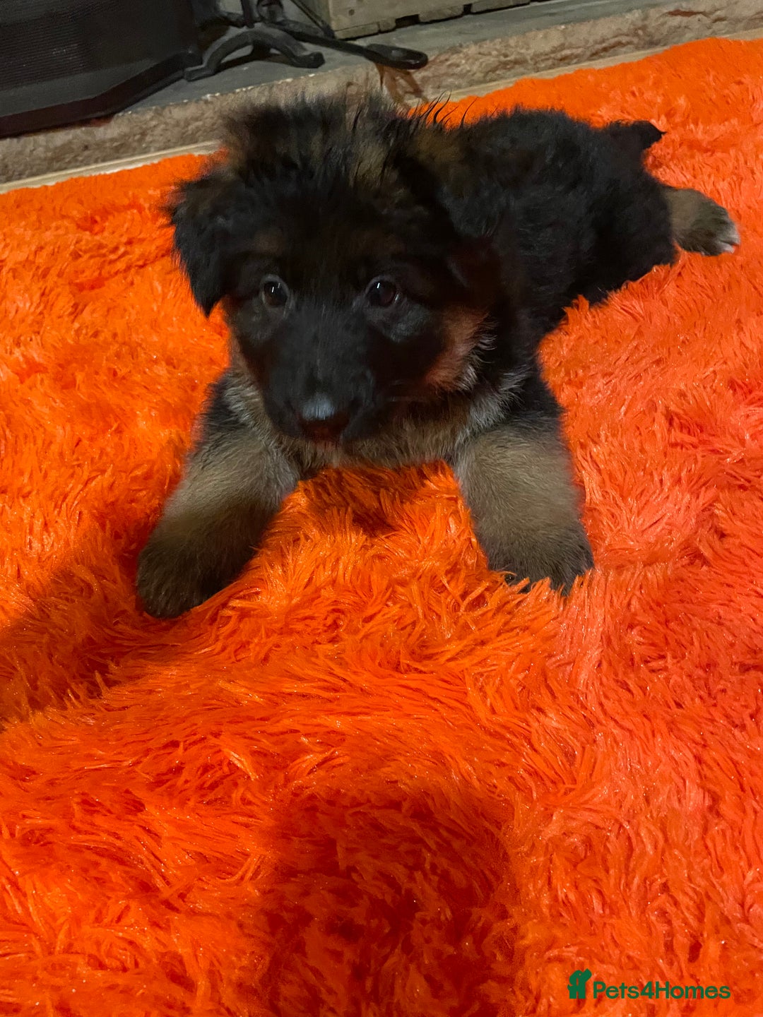 German Shepherd dogs for sale: Stunning longcoat German Shepherd puppies - Image 16