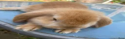 French Lop rabbits for sale: French Lop Bunnies in London - Advert 11