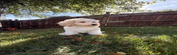 Labradoodle dogs for sale: DNA Health tested F2B Miniature Labradoodle pups - Advert 1