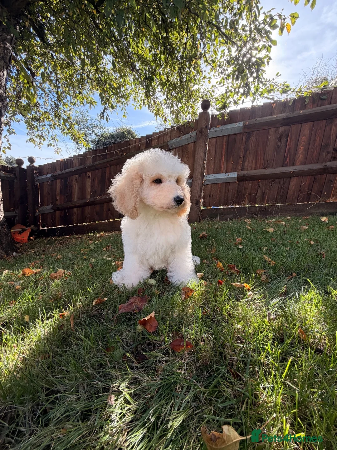 Labradoodle dogs for sale: DNA Health tested F2B Miniature Labradoodle pups - Advert 1
