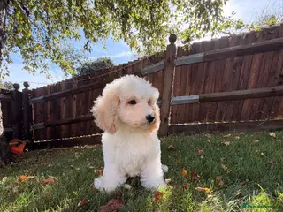 Labradoodle dogs DNA Health tested F2B Miniature Labradoodle pups - Advert 1