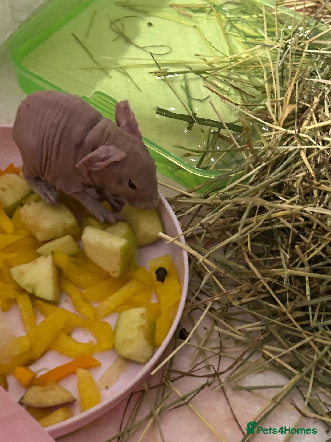 Guinea Pig rodents for sale: Male and female skinny pigs £250 per pair  in Glasgow - Advert 2
