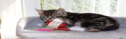 Mixed Breed cats for sale: Beautiful Tabby Kittens  - Advert 9