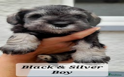 Miniature Schnauzer dogs for sale: Gorgeous sweet Schnauzer Puppies - Image 5