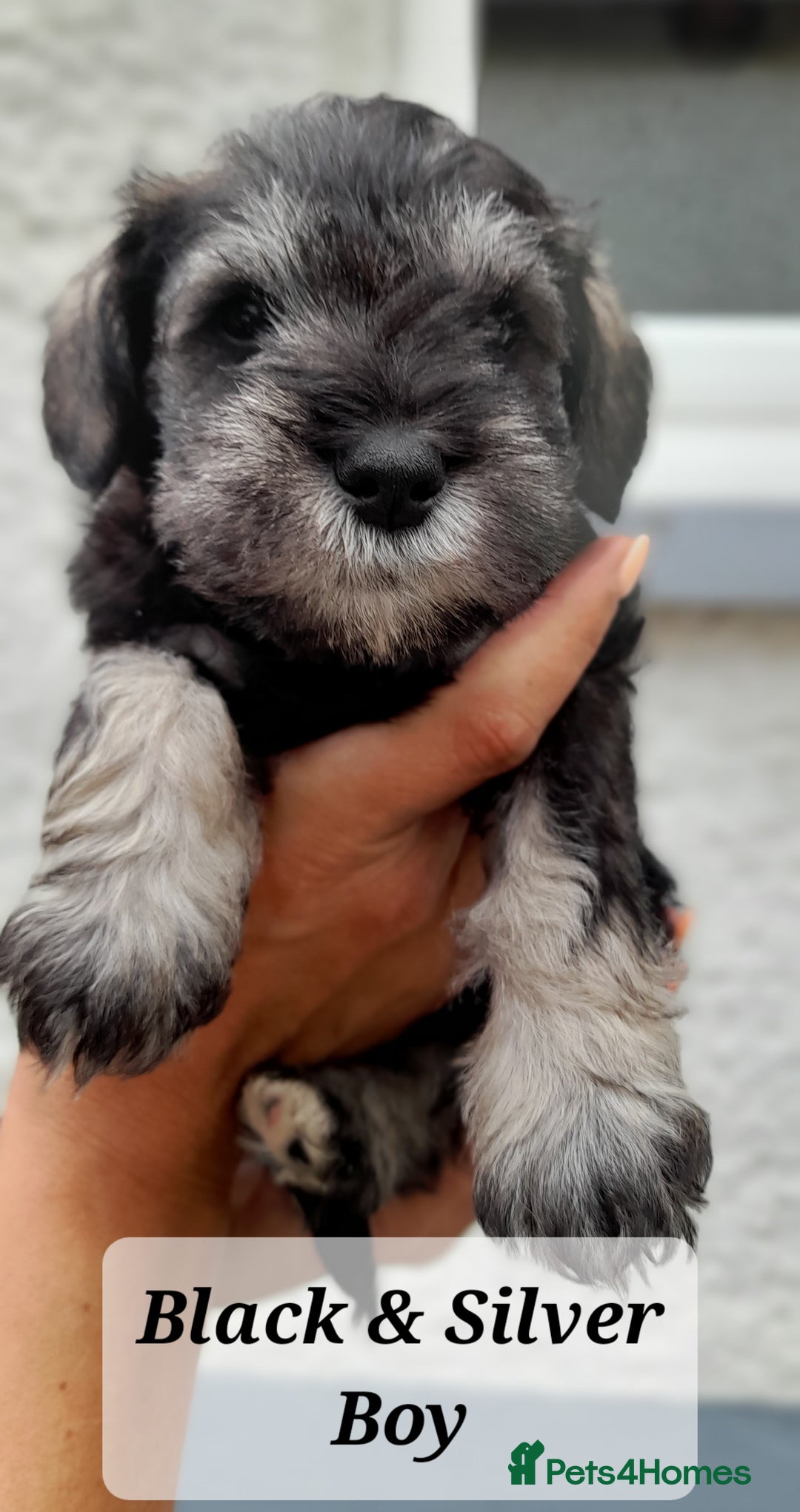 Miniature Schnauzer dogs for sale: Gorgeous sweet Schnauzer Puppies - Image 5